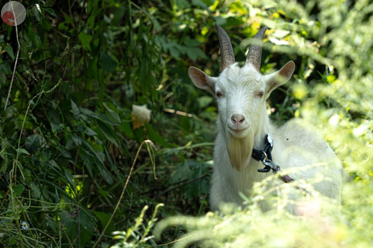 やまこのポートフォリオ9