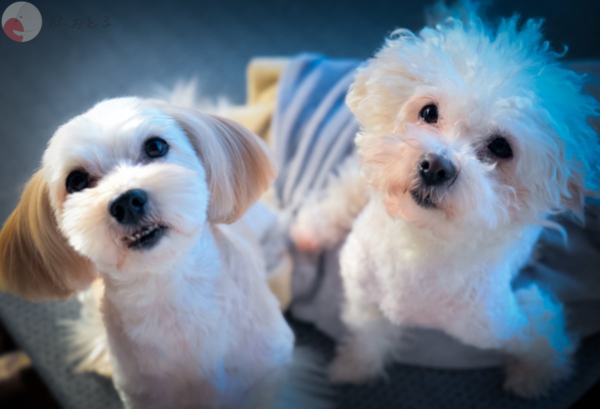 ヤマグチ　ミオのポートフォリオ4