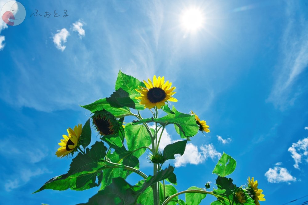 かめとしのポートフォリオ6