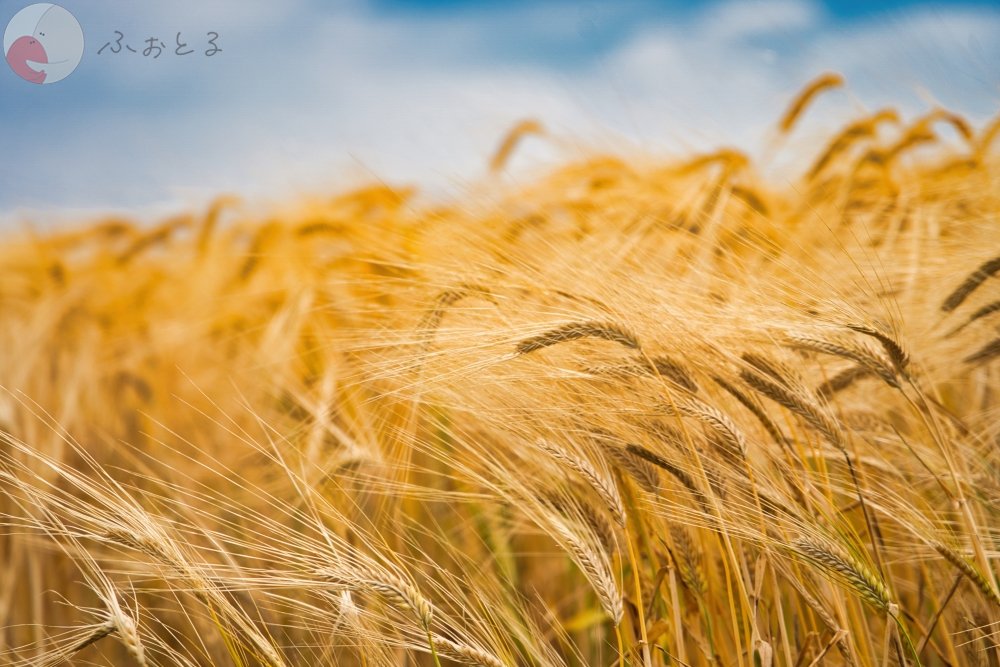 かめとしのポートフォリオ8