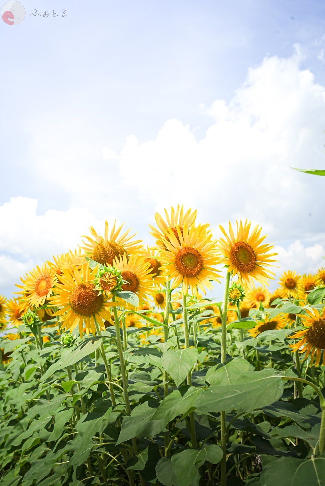 みゆうのポートフォリオ4