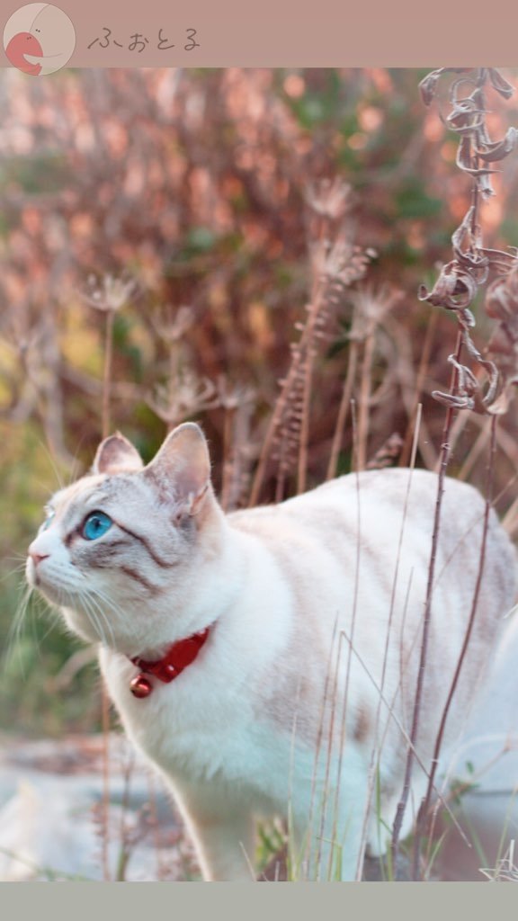 ひよこのポートフォリオ5