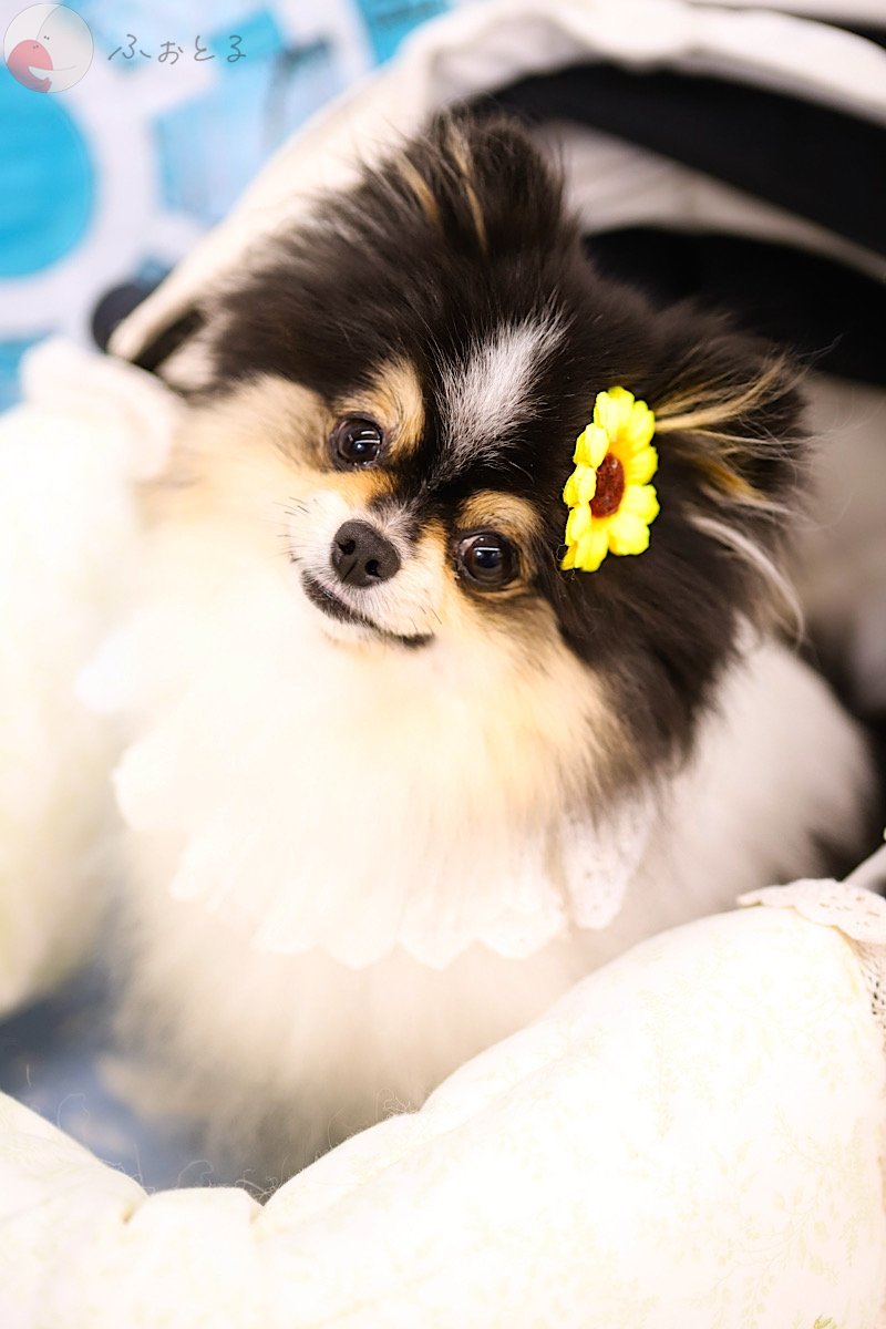 ひよこのポートフォリオ2