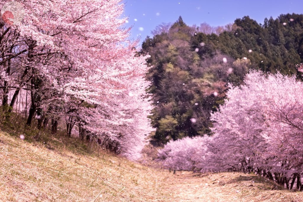 ひよこのポートフォリオ6