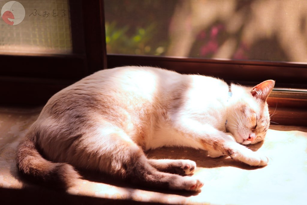 ひよこのポートフォリオ9