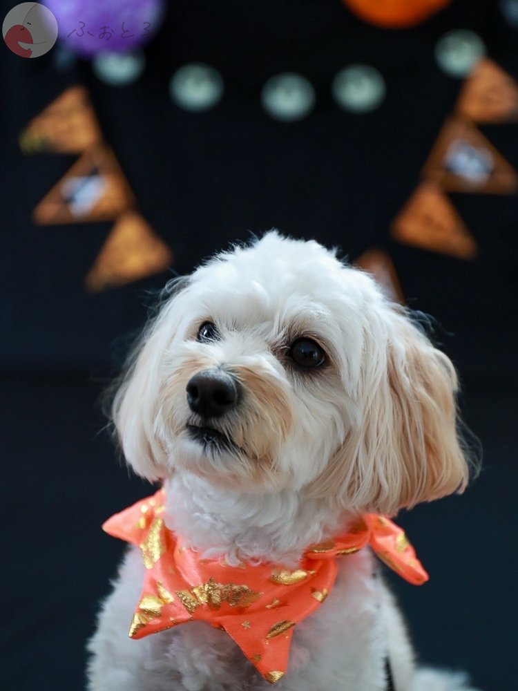 HIROYUKI OGAWAのポートフォリオ3