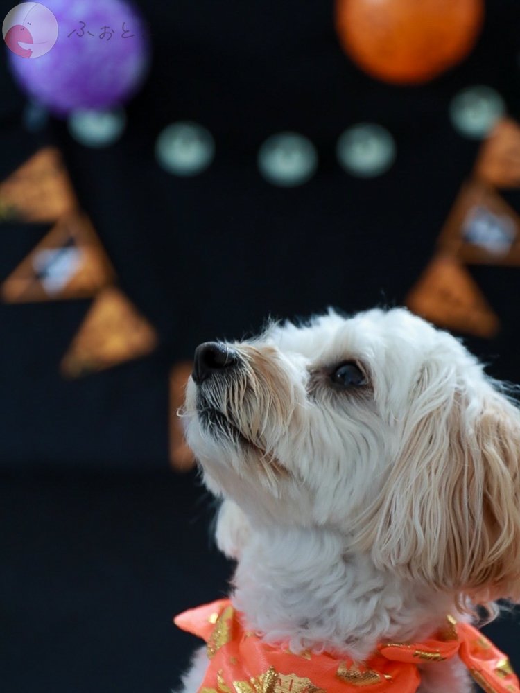 HIROYUKI OGAWAのポートフォリオ4