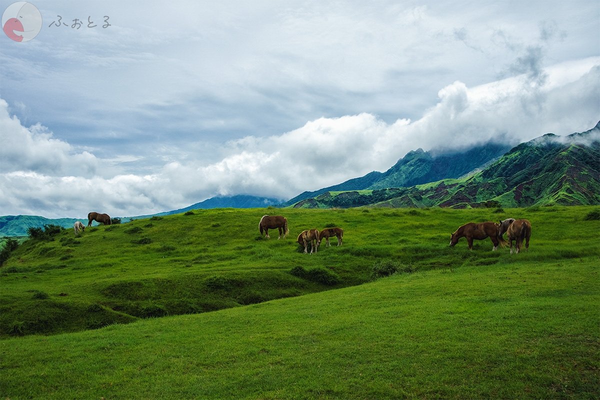 コリドラスのポートフォリオ2