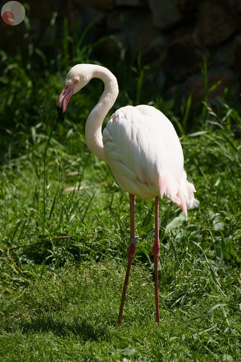 コリドラスのポートフォリオ6