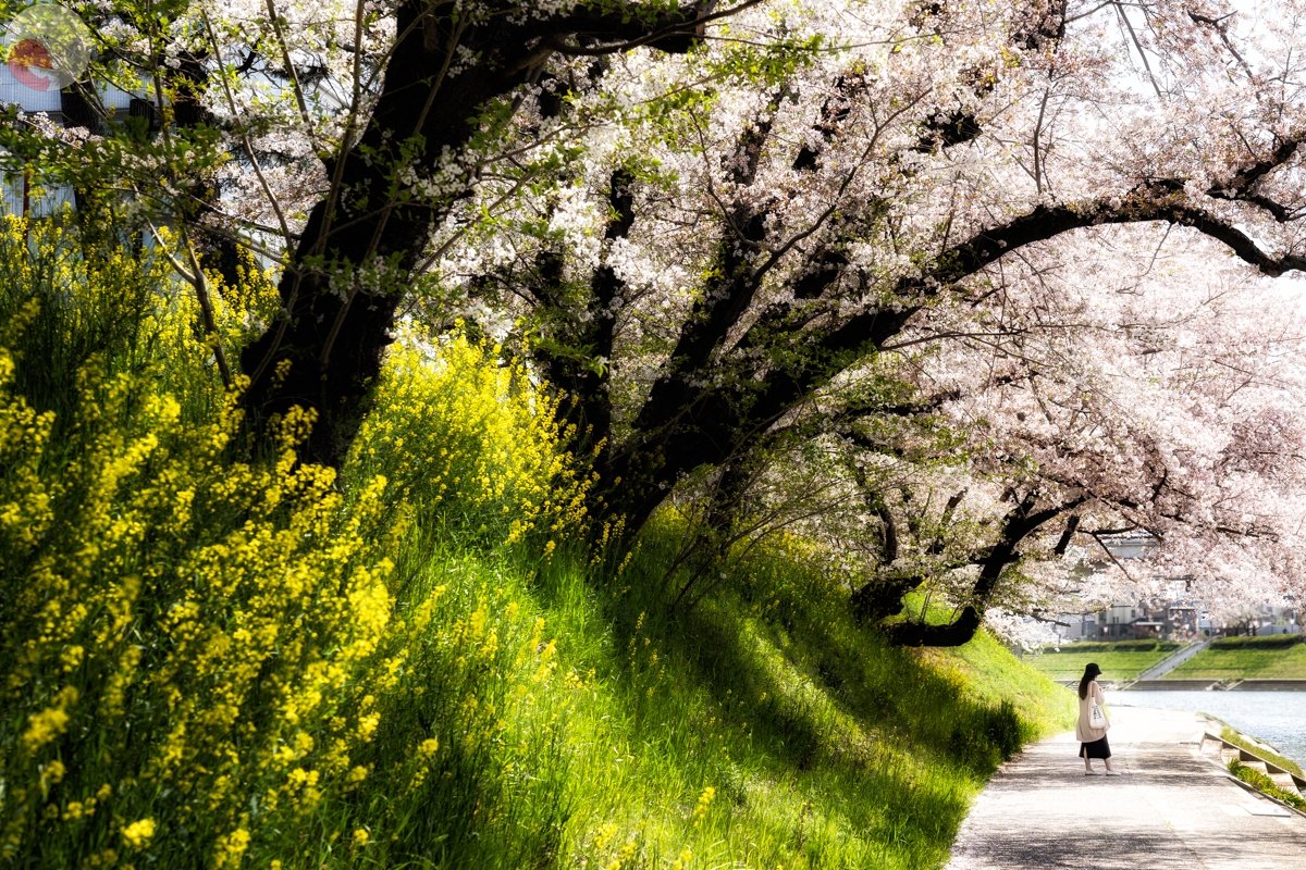 コリドラスのポートフォリオ7