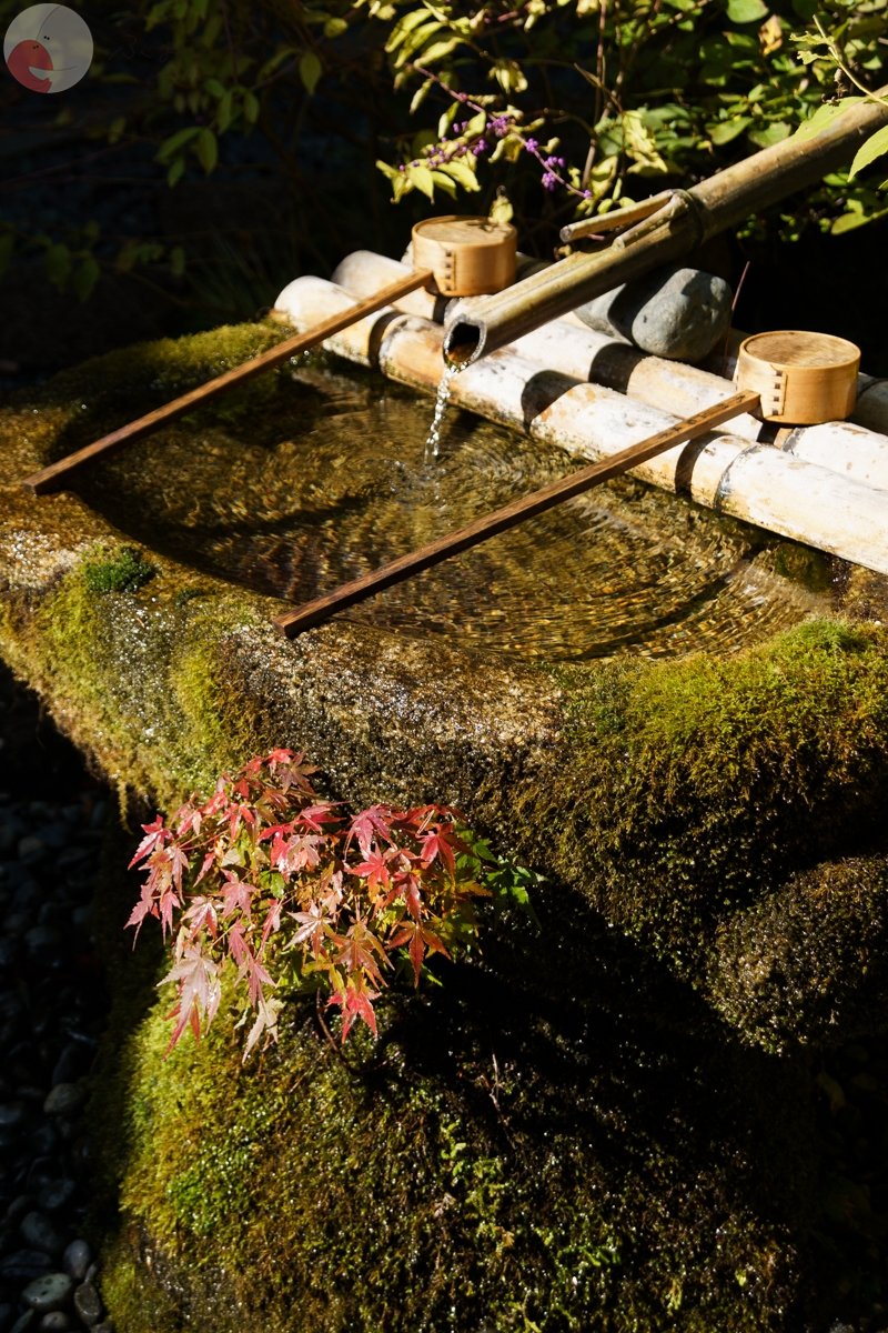 コリドラスのポートフォリオ8