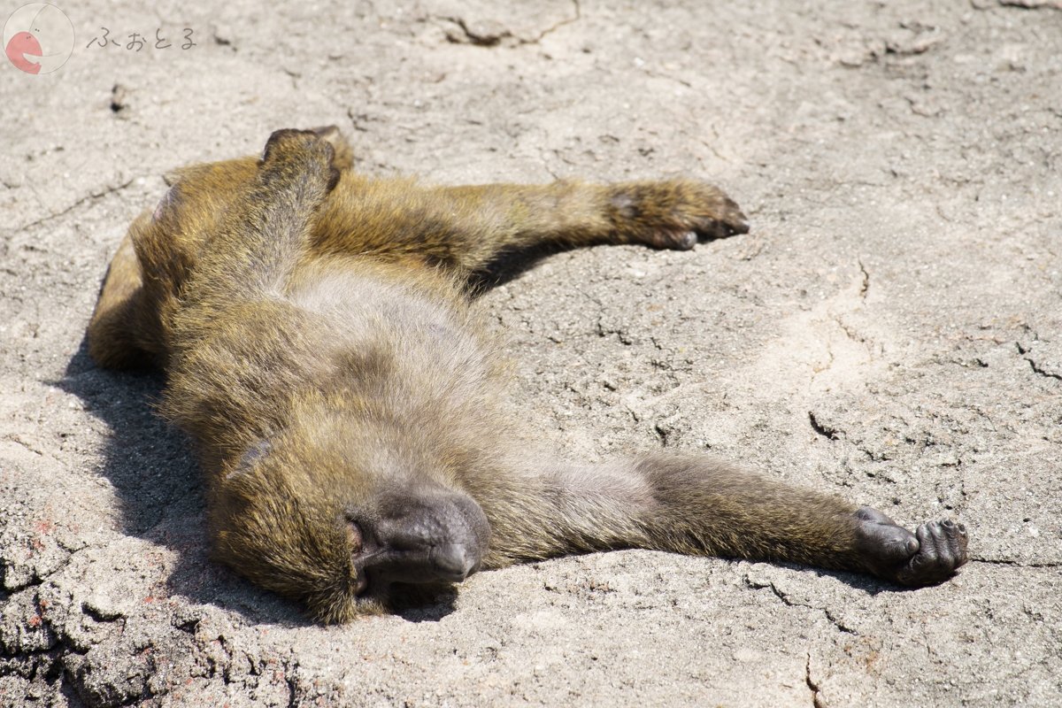 コリドラスのポートフォリオ9