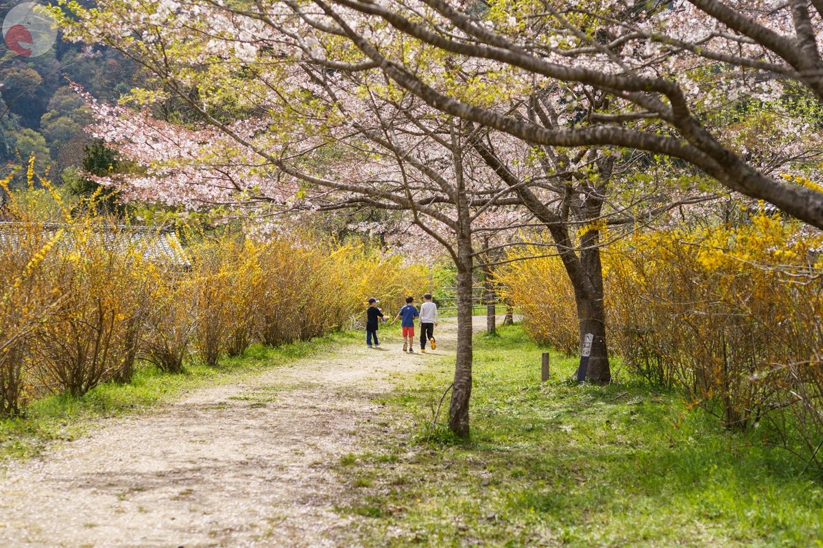 コリドラスのポートフォリオ4