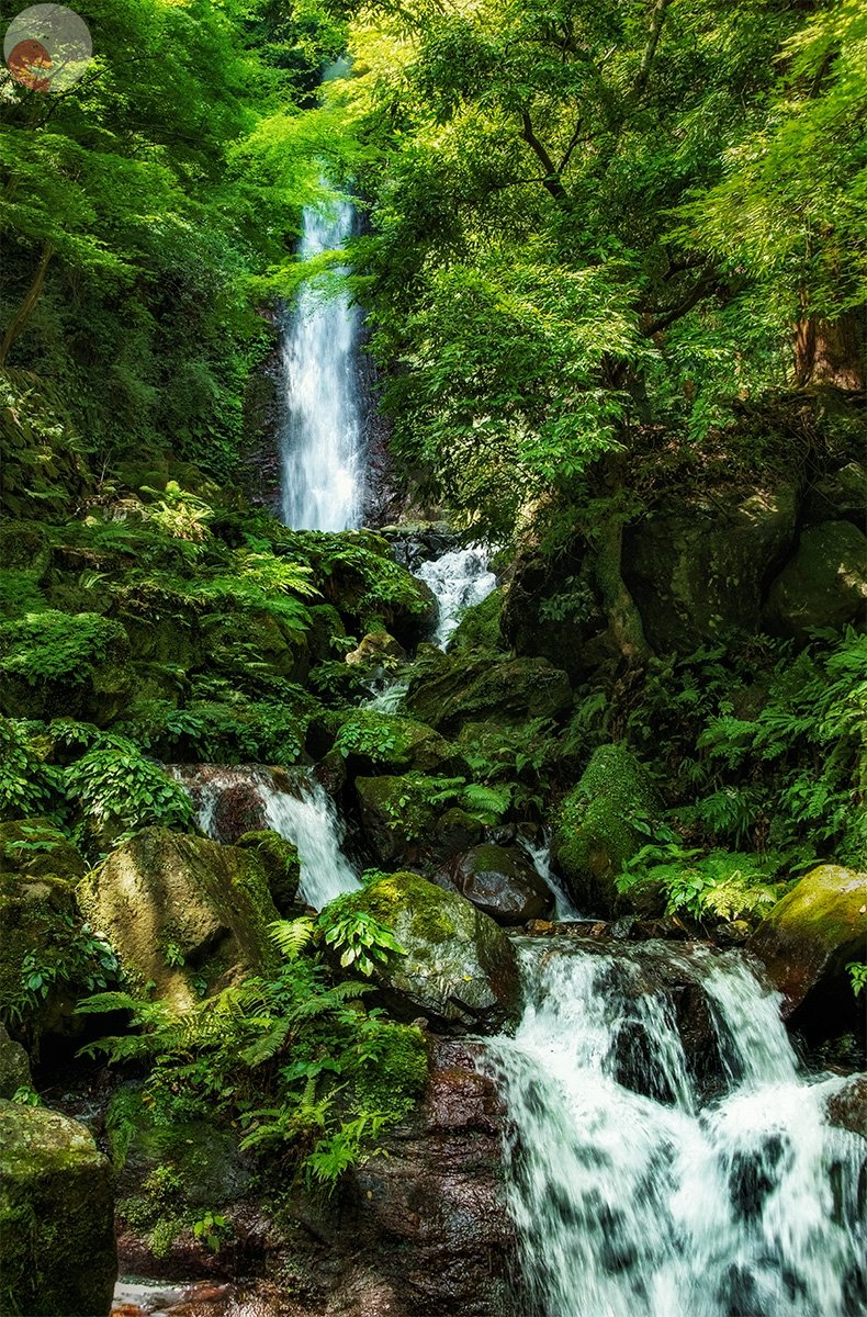 コリドラスのポートフォリオ5