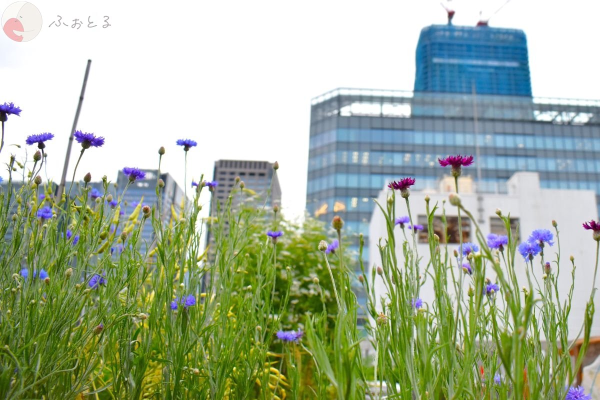 和香葉のポートフォリオ7