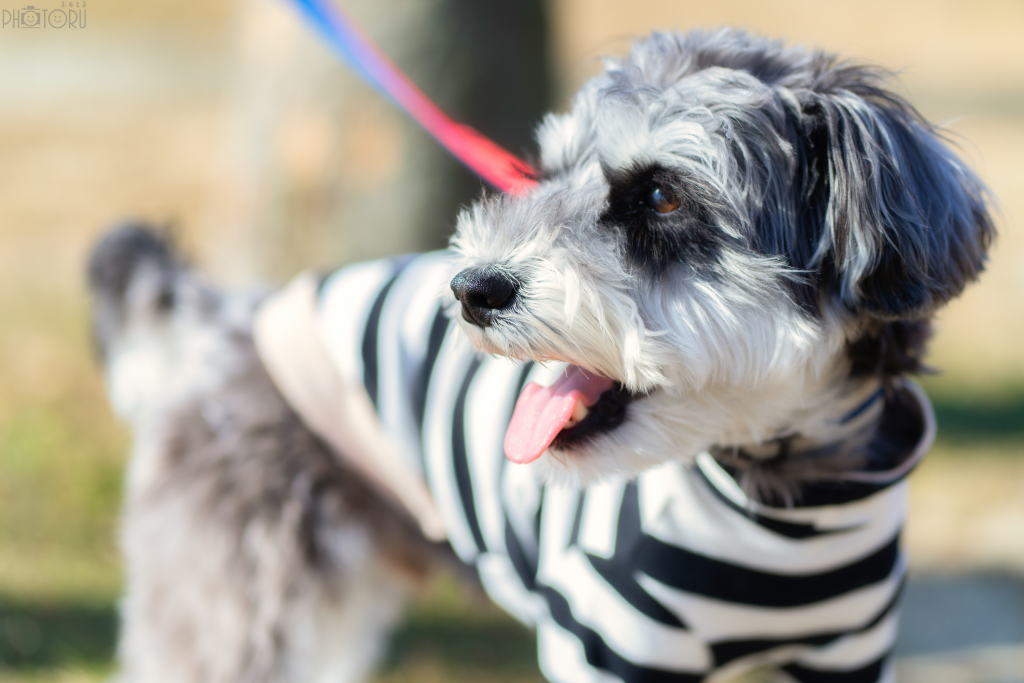 DIM(ディム)のポートフォリオ3