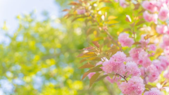 Snsで人気の ゆるふわ写真 にレタッチする方法を紹介します ふぉとるプラス 写真がもっと好きになる総合webメディア Snsで人気の ゆるふわ写真 にレタッチする方法を紹介します ふぉとるプラス 写真がもっと好きになる総合webメディア