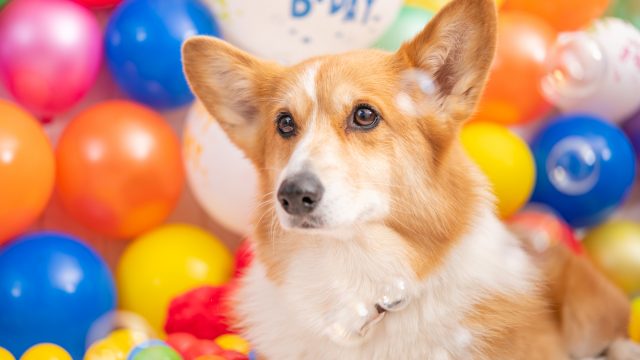 愛犬をもっと可愛く撮れるカメラ 加工アプリを15個紹介 ふぉとるプラス 写真がもっと好きになる総合webメディア