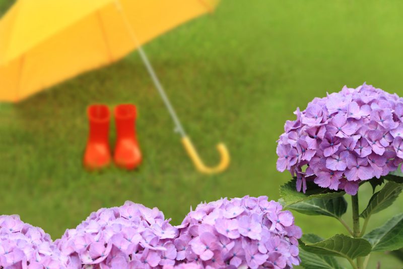 紫陽花/傘/雨/長靴