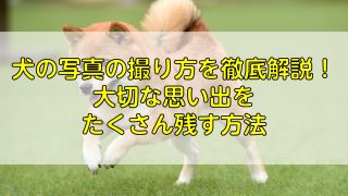 犬の写真の撮り方を徹底解説！大切な思い出をたくさん残す方法