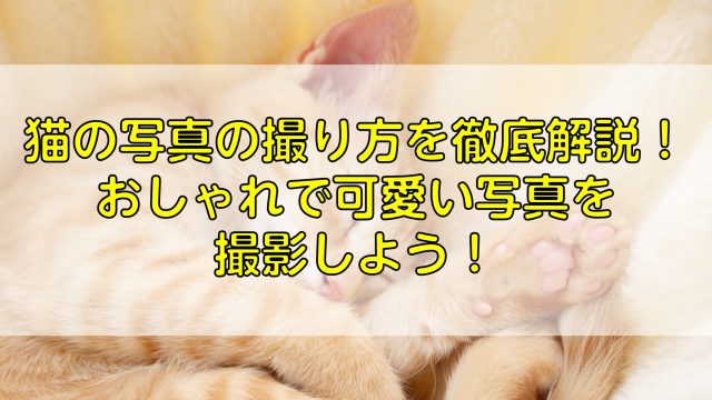 猫の写真の撮り方を徹底解説！おしゃれで可愛い写真を撮影しよう！