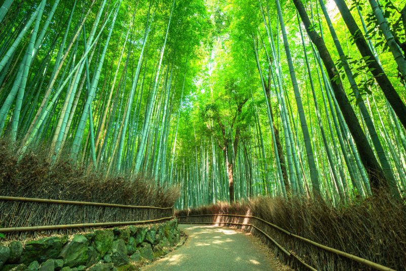 嵐山竹林の小径