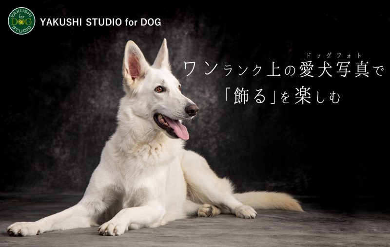 YAKUSHI STUDIO for DOG